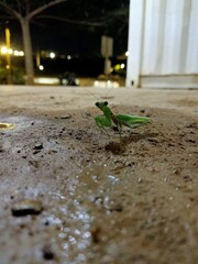 Hierodula Tenuidentata