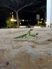 Hierodula Tenuidentata