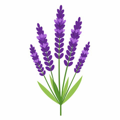 Fototapeta premium Lavender on a white background