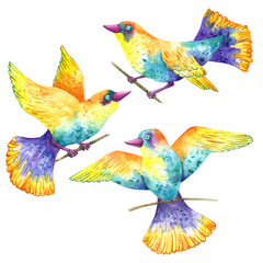 Colorful decorative birds with tail and wings watercolor hand drawing isolated on white