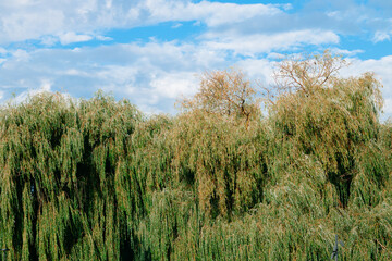 Obraz premium summer green trees foliage leafy foreground with cloudscape background nature scenic view