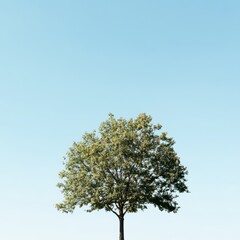 Single Tree Against Clear Sky Background, Easy to Cut Out, Irregular Shape Generative AI