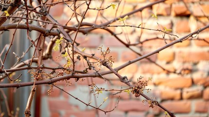 Sunny Spring Beauty: Vibrant Grape Branches adorn a Brick House backdrop