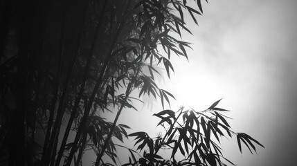 Obraz premium Silhouetted bamboo against a misty background, creating a serene and atmospheric scene.