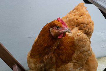 This charming image features a brown hen gazing suspiciously at the camera. With its plump, adorable body and a beautifully shaped beak, this curious hen adds a touch of cuteness and personality.