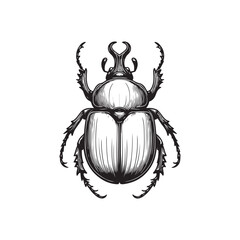 Black and White Beetle Vector Isolated Graphic Design.