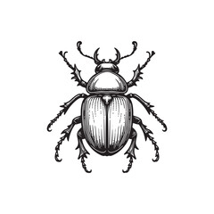 Black and White Beetle Vector Isolated Graphic Design.