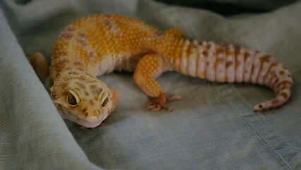 gecko gazes forward with a seemingly playful smile, capturing the curiosity and relaxed demeanor of this reptile. The moment emphasizes the gentle connection between humans and their exotic companions
