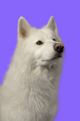 Chien blanc sur fond violet tête vigilant regarde sur le coté