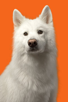 Chien blanc sur fond bleu t&ecirc;te triste

