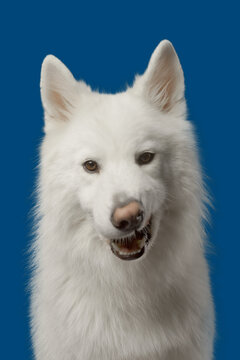Chien blanc sur fond bleu t&ecirc;te dr&ocirc;le