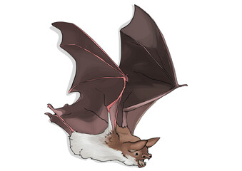 bat flying
