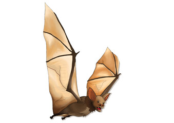 bat illustration