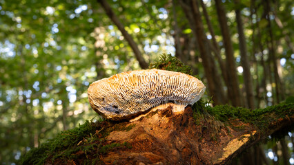 Mushroom in autumn on an old tree stump with moss