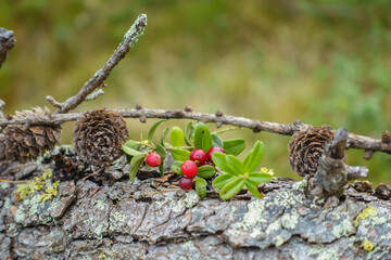 Preiselbeeren und Kiefern auf einem morschen mit Moos bedeckten Holzstamm