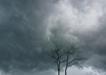 Monsoon rain clouds blow over dead trees.