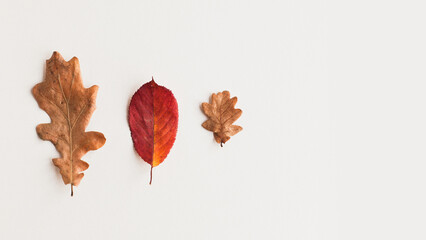 Autumn holiday frame composition, pattern made of different dried leaves on white wooden...
