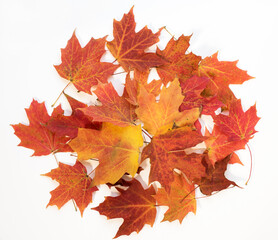 Lush, Auburn, Fall Maple Leaf Circle Background