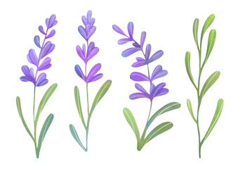 lavender sprigs set. tender watercolor illustration isolated on transparent background, floral clip art and cut out element design, calming and serene atmosphere flowers, aroma therapy