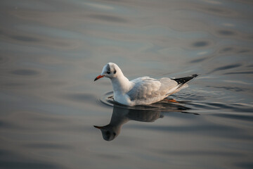 A solitary bird gliding on calm water during the golden hour at a peaceful lakeside location