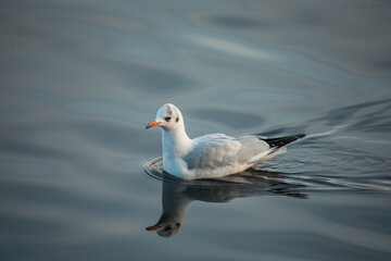 A solitary seagull glides gracefully across calm waters during a serene morning at the lake