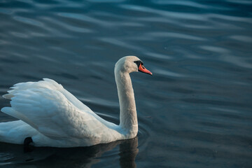 A graceful swan gliding over tranquil water in the early morning light at a serene lakeside location