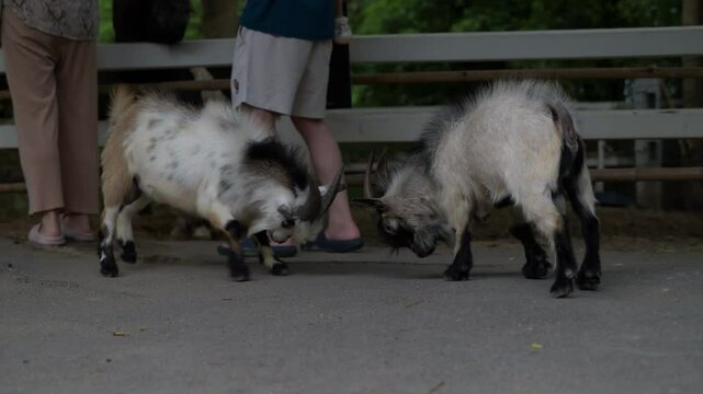 Goats engage in playful headbutting at a local farm during a sunny afternoon