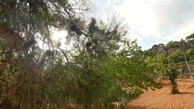 A scene of a squirrel running away through the branches of a pine tree as someone reaches for it. The dense green needles of the tree are in focus, while the sunlight shines through the branches.