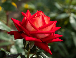 Rose blooming in autumn.
The photo was taken in autumn in a city park.
