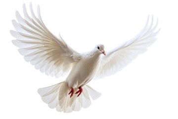 Fototapeta premium Bird animal flying white.