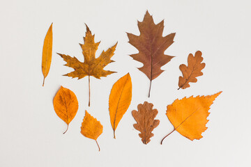 Autumn holiday frame composition, pattern made of different dried leaves on white wooden background. thanksgiving day, halloween eco zero waste concept. Minimal flat lay, top view