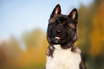 cute young american akita dog portrait outdoors in autumn