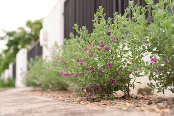 Leucophyllum frutescens Plant with Purple Flowers Growing Alongside a Fence in a Residential Garden.