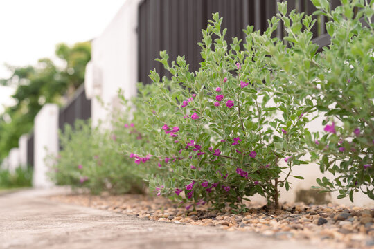 Leucophyllum frutescens Plant with Purple Flowers Growing Alongside a Fence in a Residential Garden.