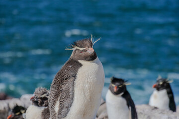 A Rockhopper penguin Eudyptes chrysocome standing on rocks facing the camera on Isla Pinguino Argentina