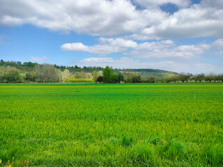 Fototapeta premium Vibrant Green Field Under a Bright Blue Sky