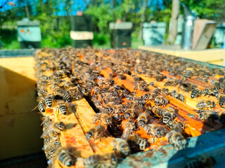 Close-Up of Active Honey Bees on Beehive in a Sunny Apiary