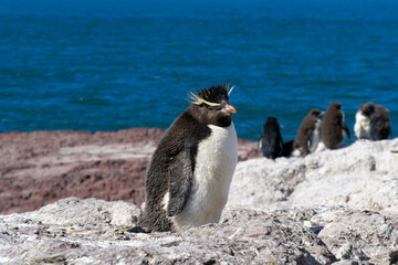 A group of Rockhopper penguins Eudyptes chrysocome standing and basking in the sun on rocks on Isla Pinguino Argentina