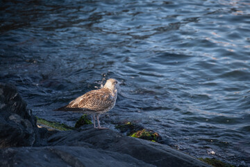 baby seagull perched on a rock by the sea.
