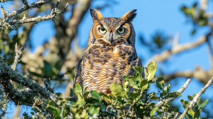 Fototapeta premium A majestic owl perched on a branch, showcasing its striking features and natural habitat.