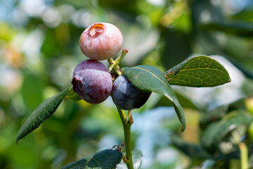 A macro of a white, a pink, and a blue colored blueberry growing on a lush green plant. The fresh cultivated blueberries are ripening at different crop stages.  The ripe blue organic fruit is juicy.
