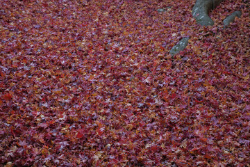 赤色に染まるモミジの絨毯