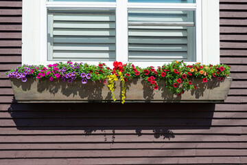 Naklejka premium A flower box of colorful flowers and green hanging vines. The wooden flower box hangs under a glass window with white trim and shutters. The exterior of the house is brown clapboard siding. 