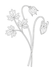 Wildflower bouquet. Aquilegia or columbine flower buds. Blooming wild plant with leaf. Line art, minimal style, contour. Botanical hand-drawn elements for design projects. Vector illustration