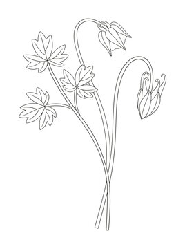columbine flowers outline drawing clip art preview