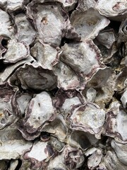 Oyster background image