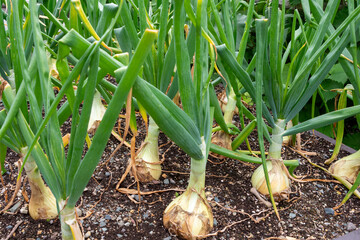 Raw white onions with long thick green stalks attached to the bulb. The bottom of the onions has...