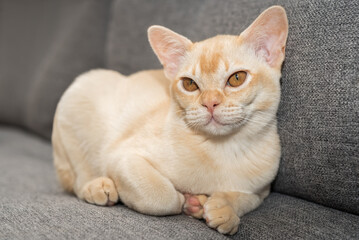 Adorable Burmese kitten on the sofa.