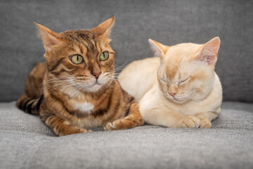 Close-up of two adorable cats lying on the sofa.