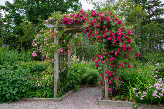 An outdoor wooden curved shaped archway or arbor surrounded by a lush green garden.  The park has birch trees, climbing red roses, orange lily flowers, and vibrant green shrubs in a botanical park. 